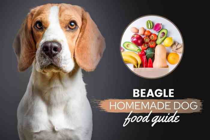 Beagles nutrition facts food