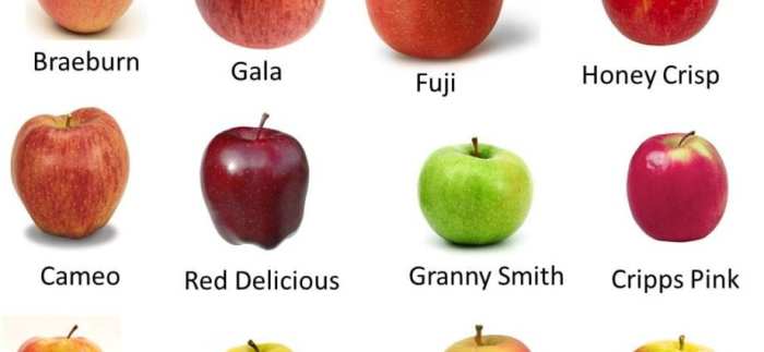 Nutrition apples calories honeycrisp verywellfit apfel